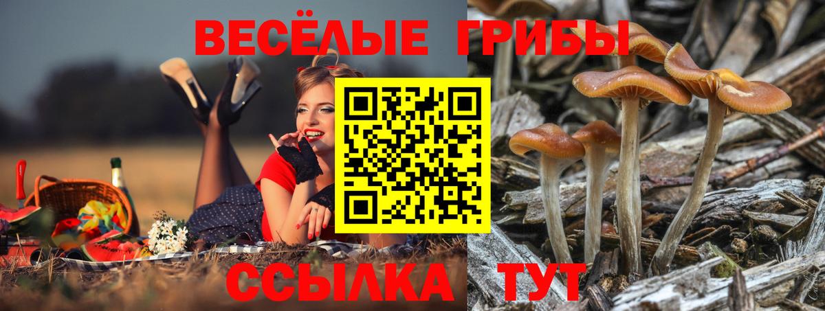 Псилоцибиновые грибы Psilocybe Кызыл